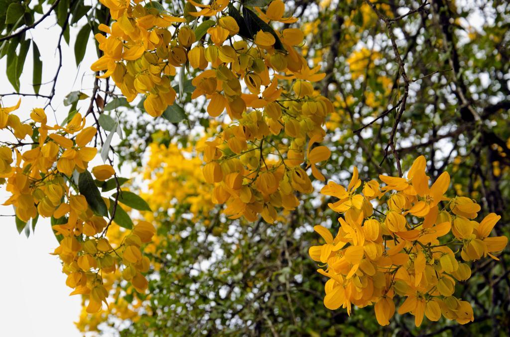 Pousada Das Araucarias Visconde De Maua Exteriör bild